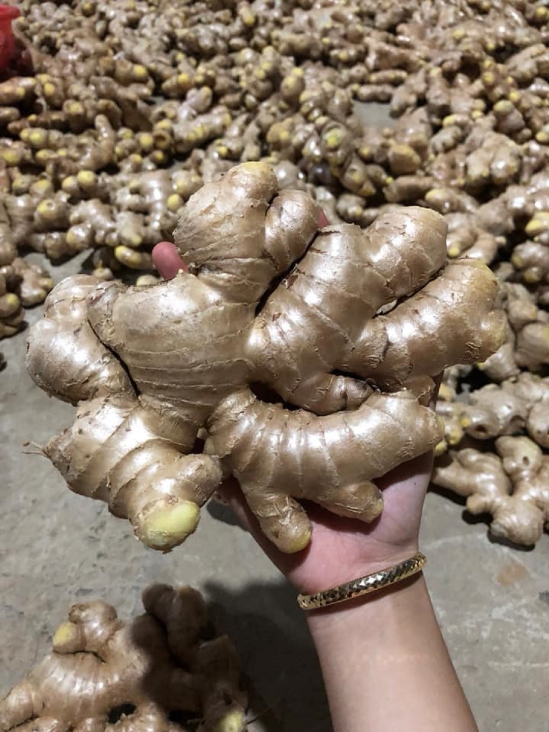 VIET NAM FRESH GINGER WITH BEST PRICE