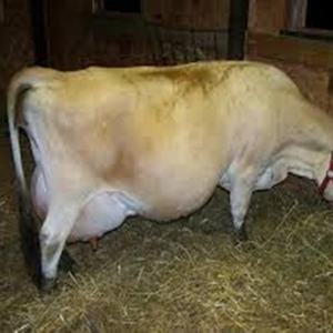Hf Cows For Sale Hf Cows For Sale Suppliers And Manufacturers At