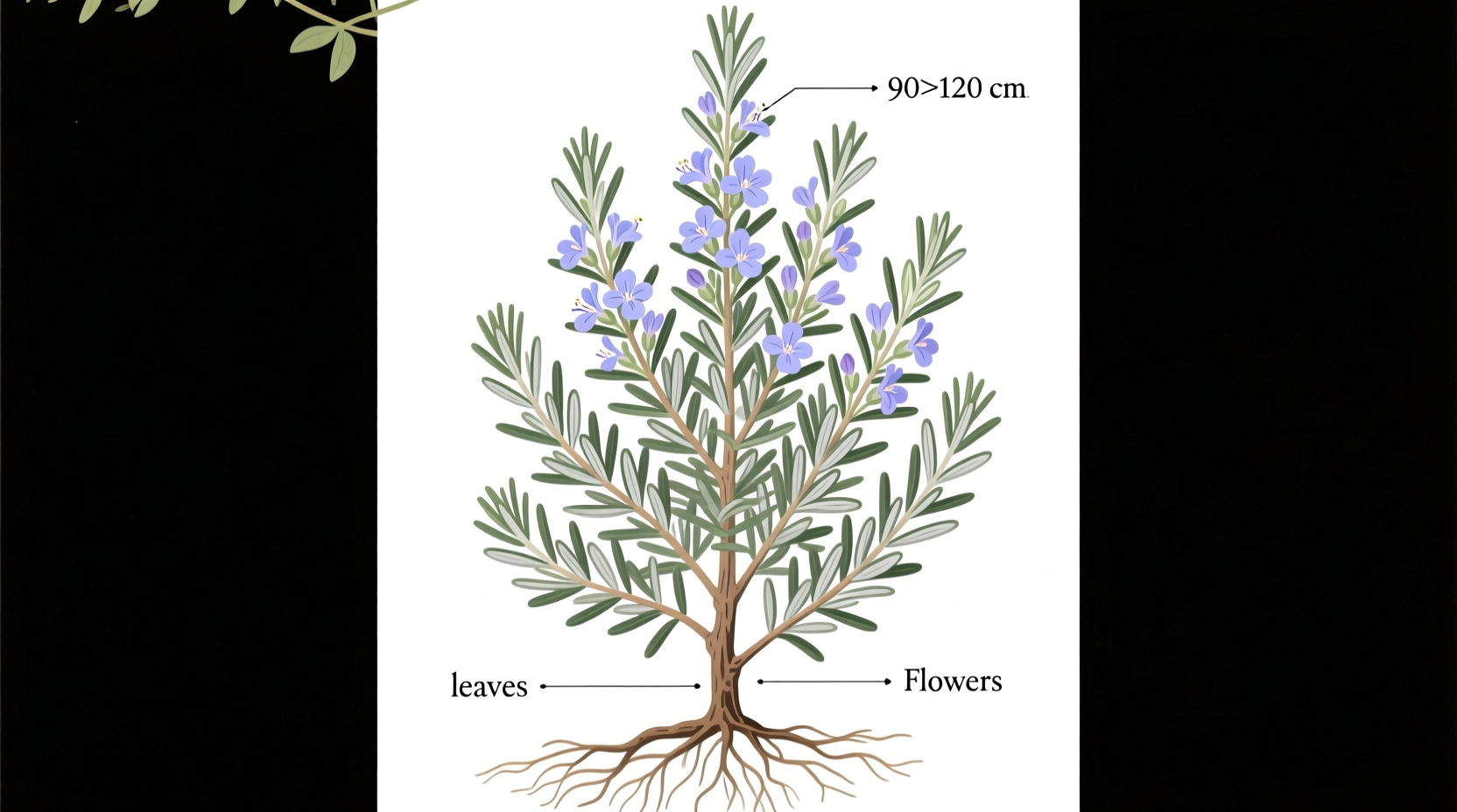 Rosemary Plant Size Guide | TheHomeSprouts