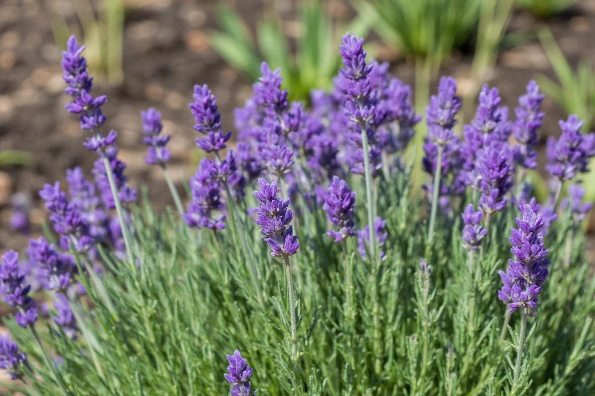 Can You Plant Rosemary And Lavender Together