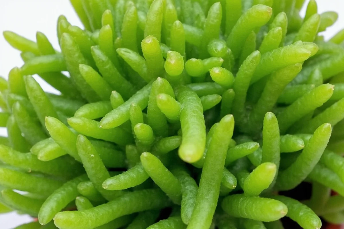 When To Water Jade Plant