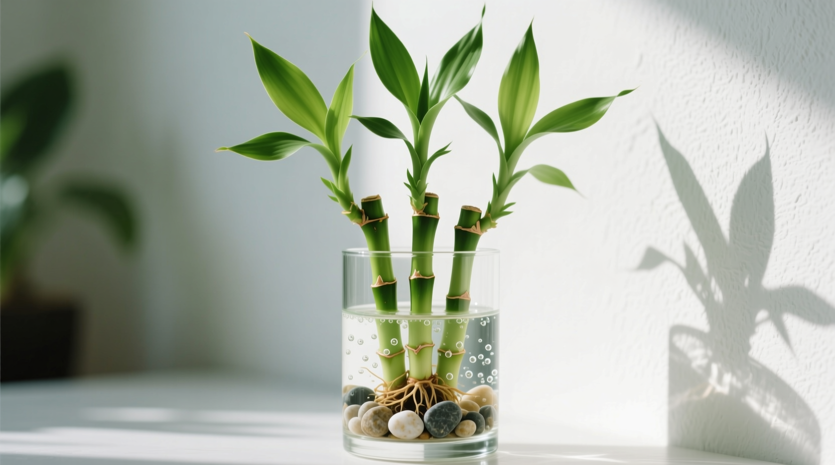 how to grow lucky bamboo plant