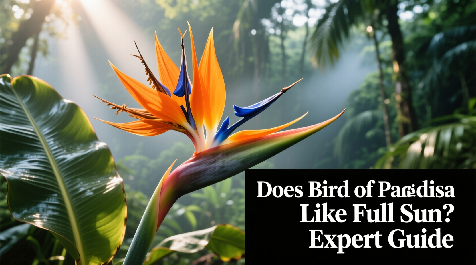 Bird of Paradise Sun Guide | TheHomeSprouts