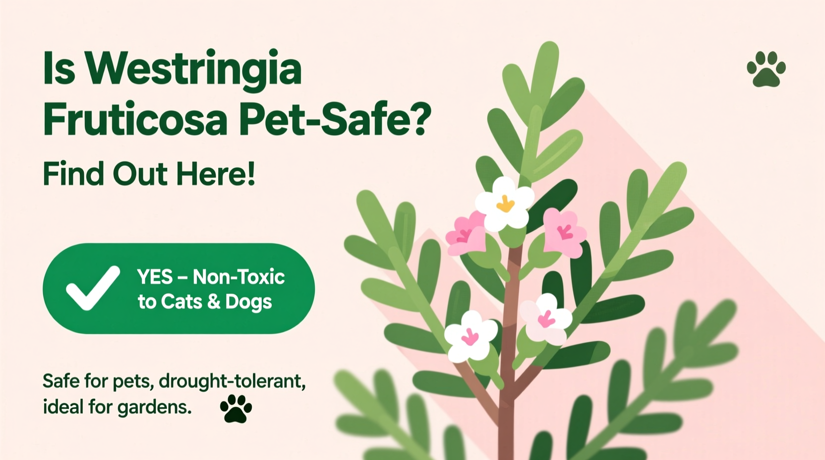 Is Westringia Fruticosa Pet-Safe? Find Out Here!