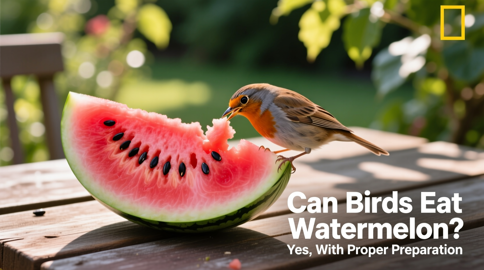 can birds eat watermelon