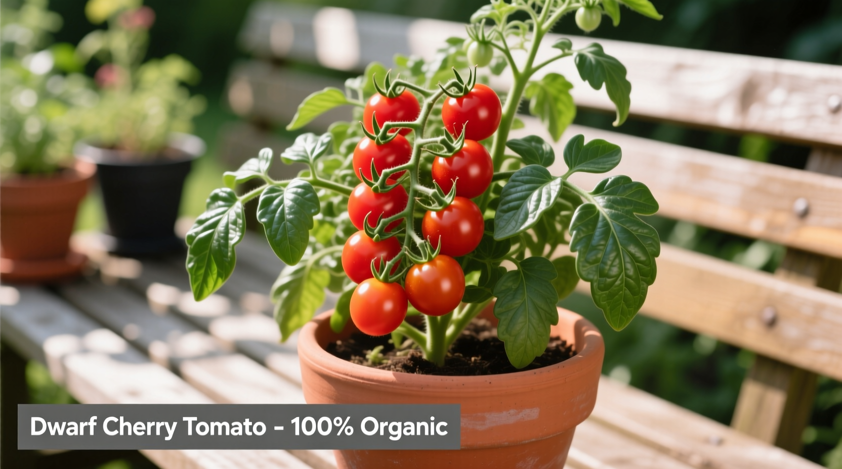 Healthy dwarf tomato plant producing red fruit in container