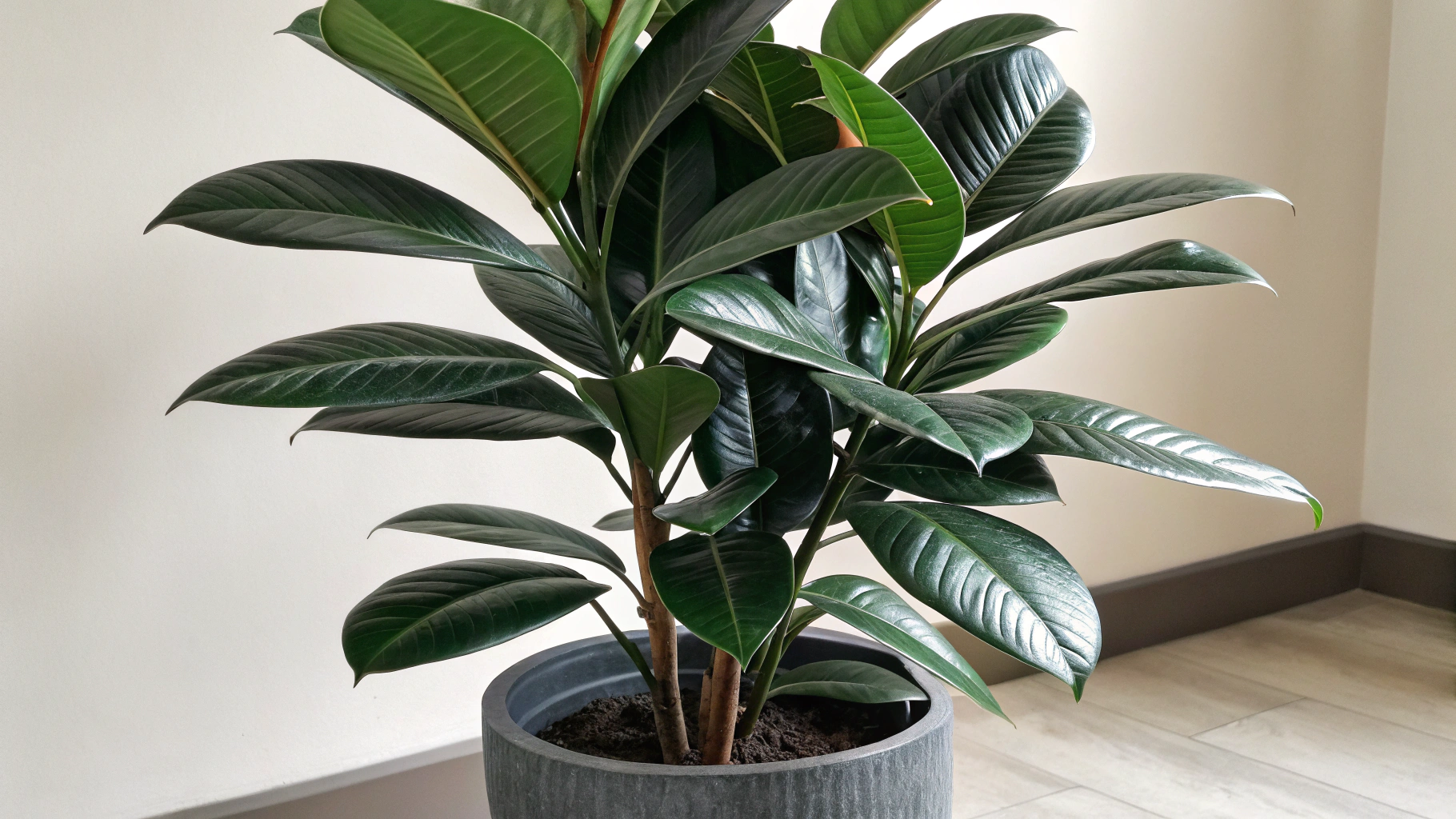 Cast Iron Plant: 5 Reasons It's Perfect | TheHomeSprouts