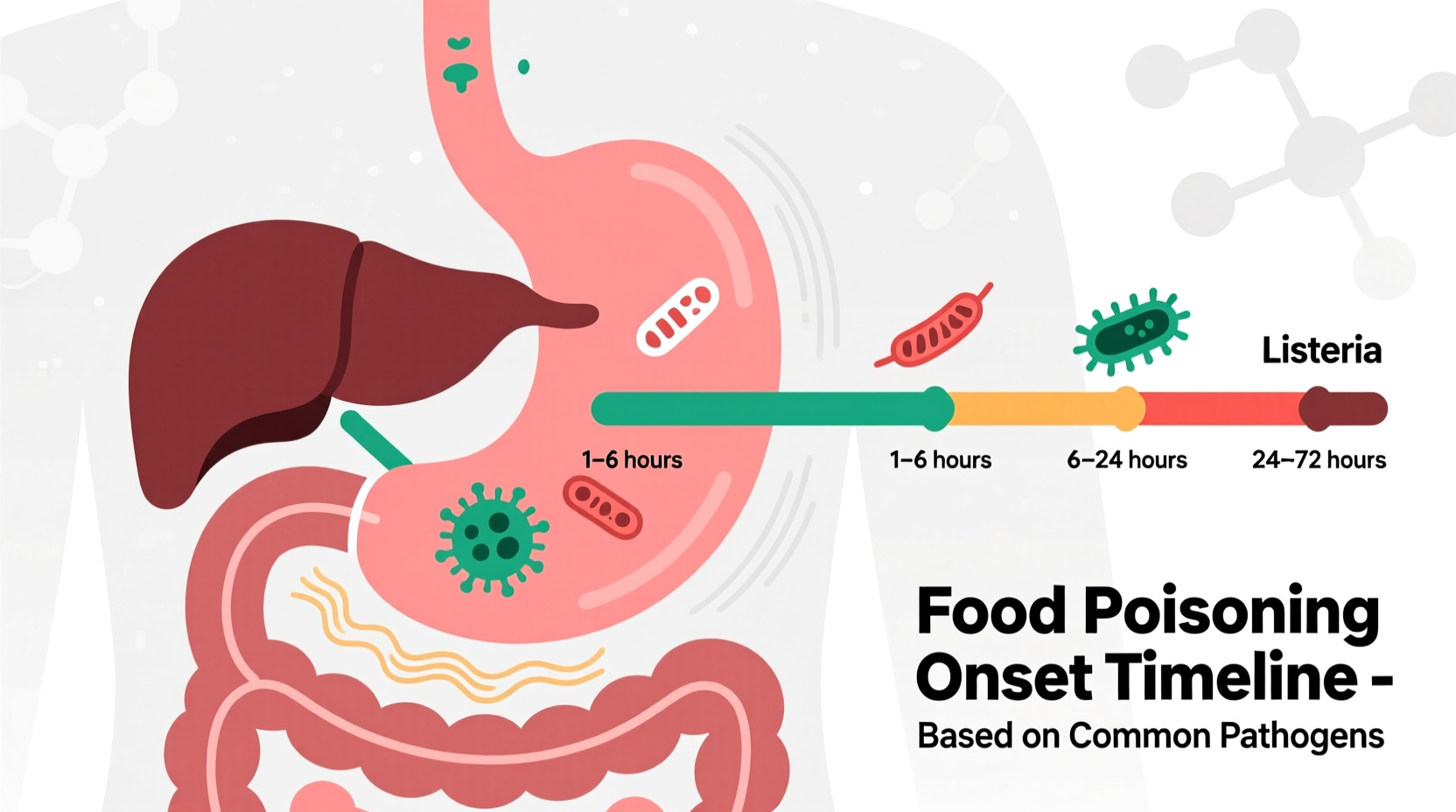 How Quickly Can Food Poisoning Hit? Timelines & Warning Signs