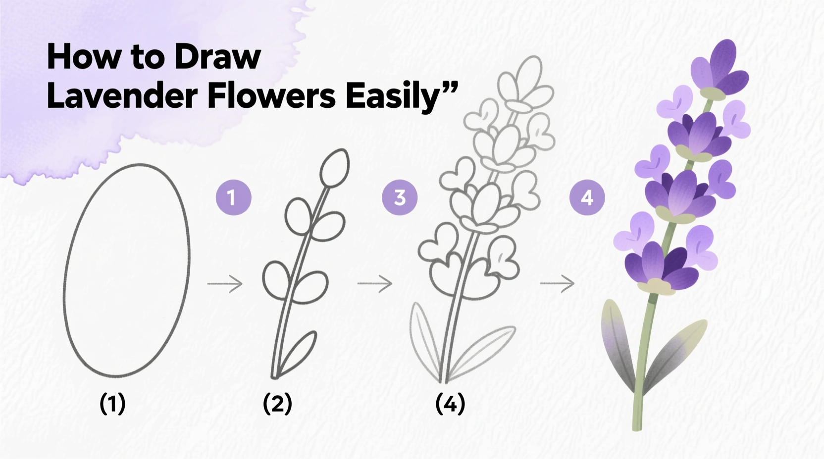 Draw Lavender in 5 Steps | TheHomeSprouts