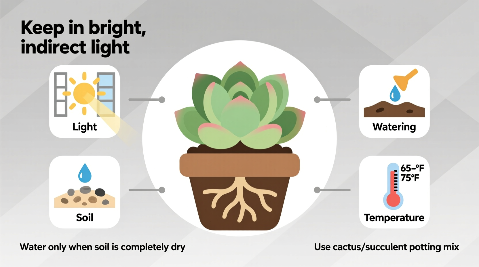 5 Succulent Care Secrets | TheHomeSprouts