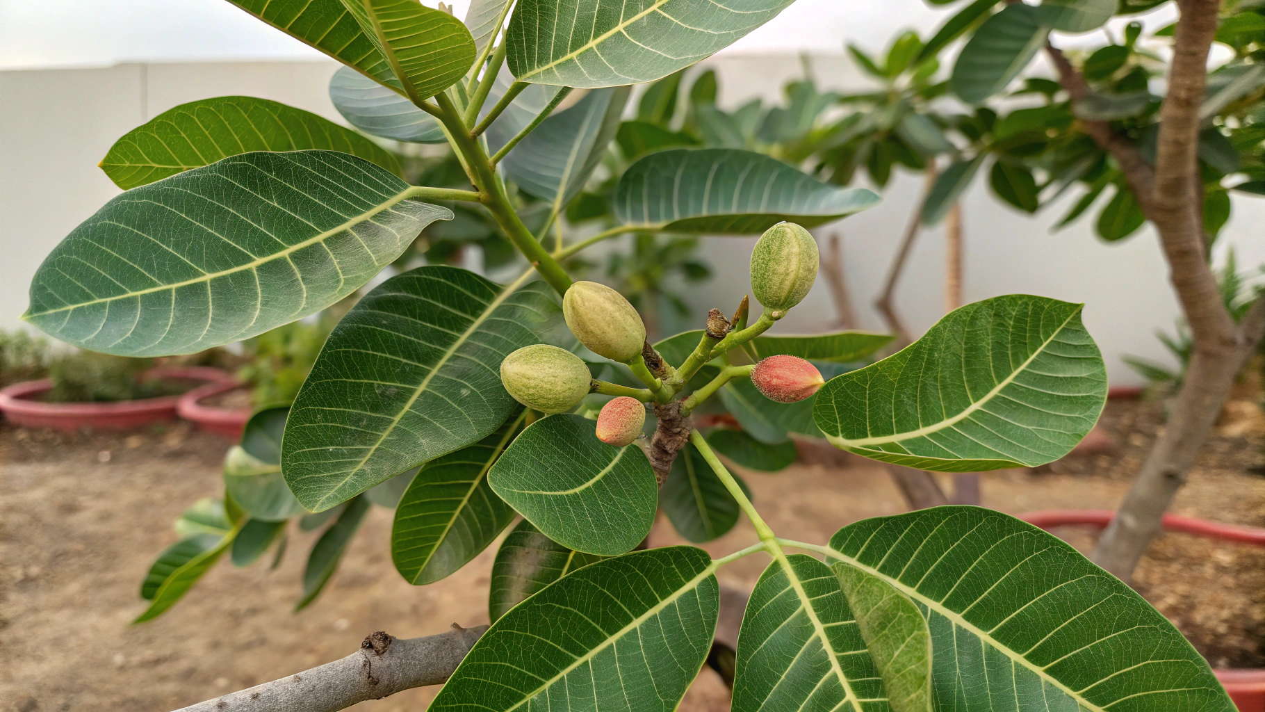 Grow Pistachio Trees: 10+ Care Tips | TheHomeSprouts
