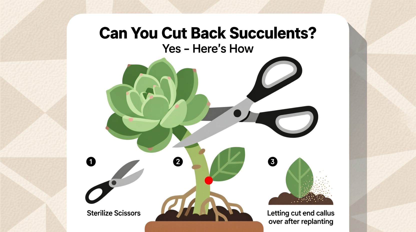 Prune Succulents: 5 Steps for Healthier Plants