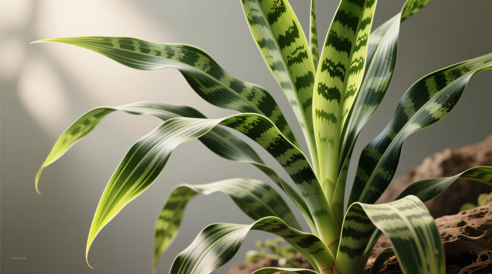 dracaena marginata leaves