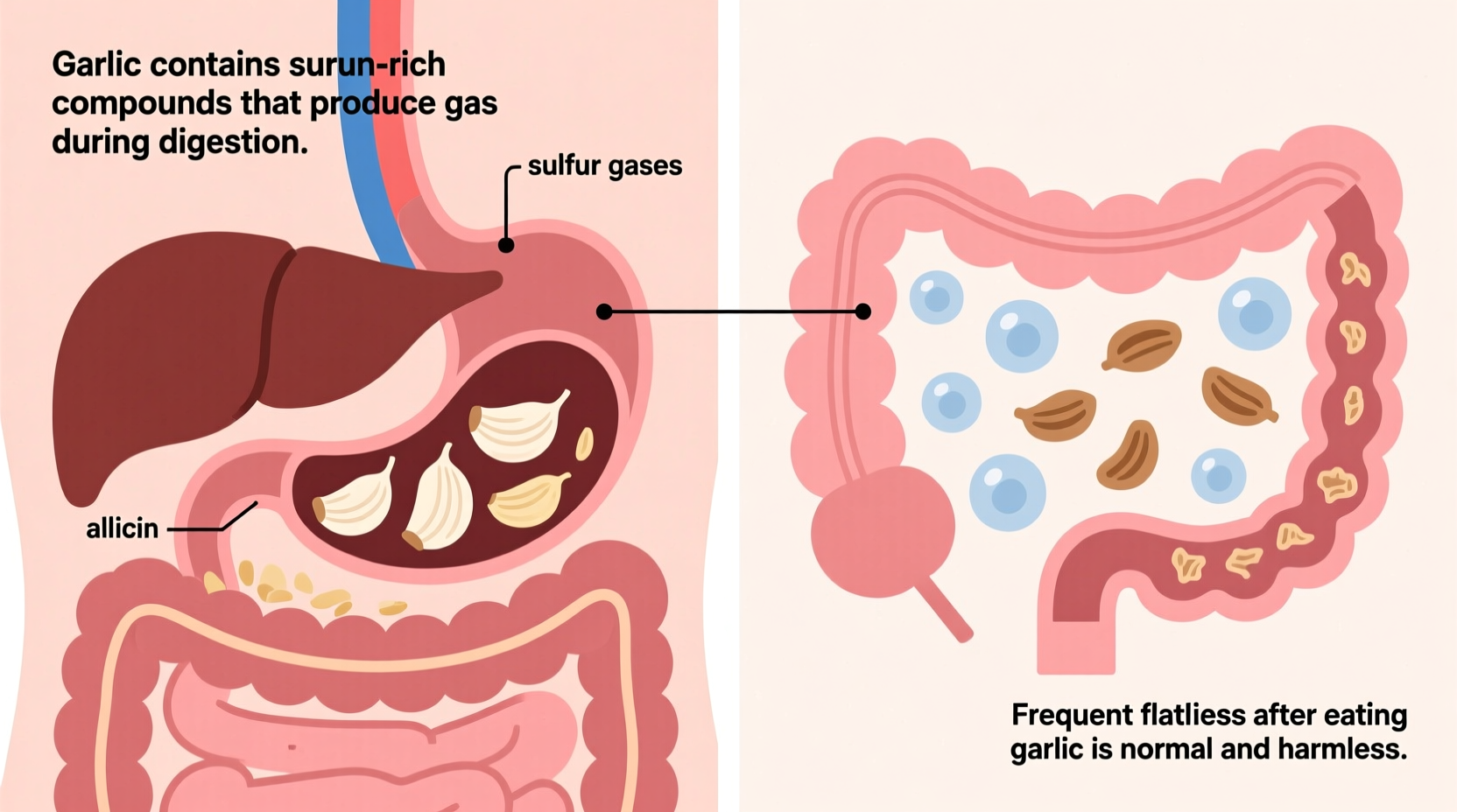 Does Garlic Cause Farting? Science-Backed Facts & Solutions