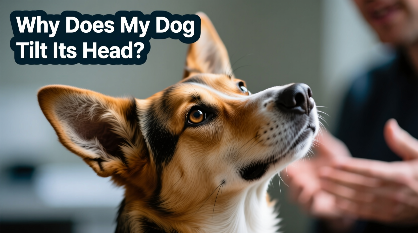 why does my dog tilt its head when you talk canine behavior decoded