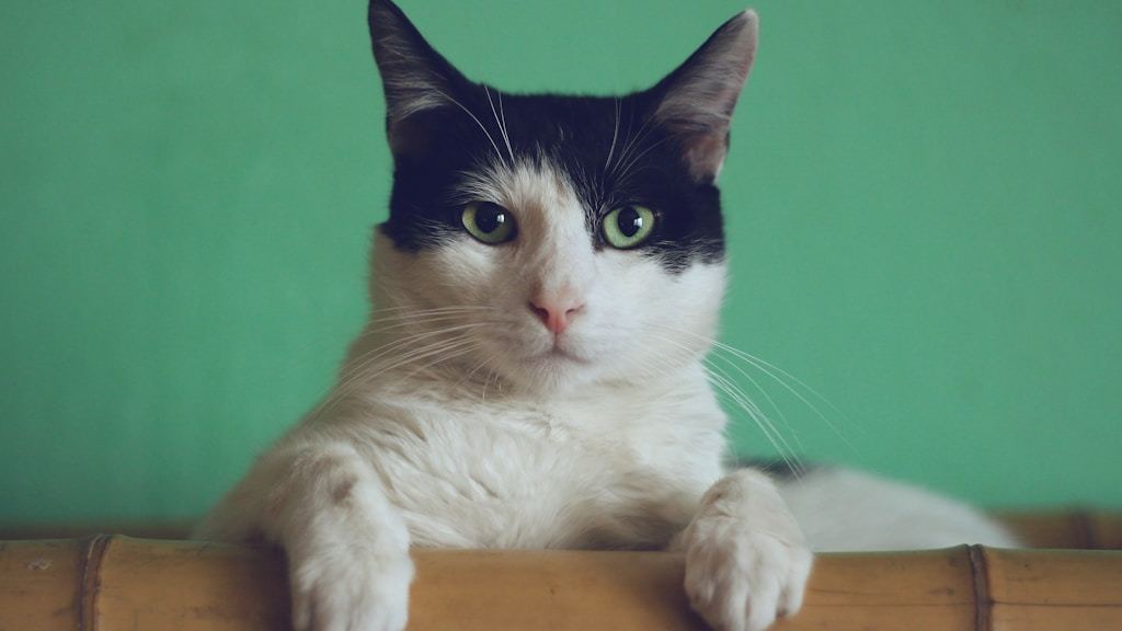 Feline Vaccine Reaction Anaphylaxis Emergency Response