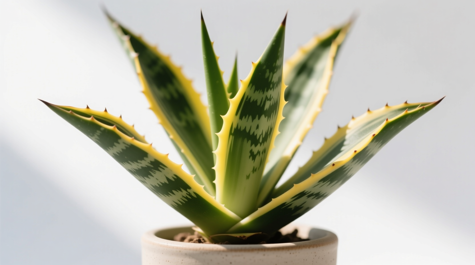 sansevieria yellow edges