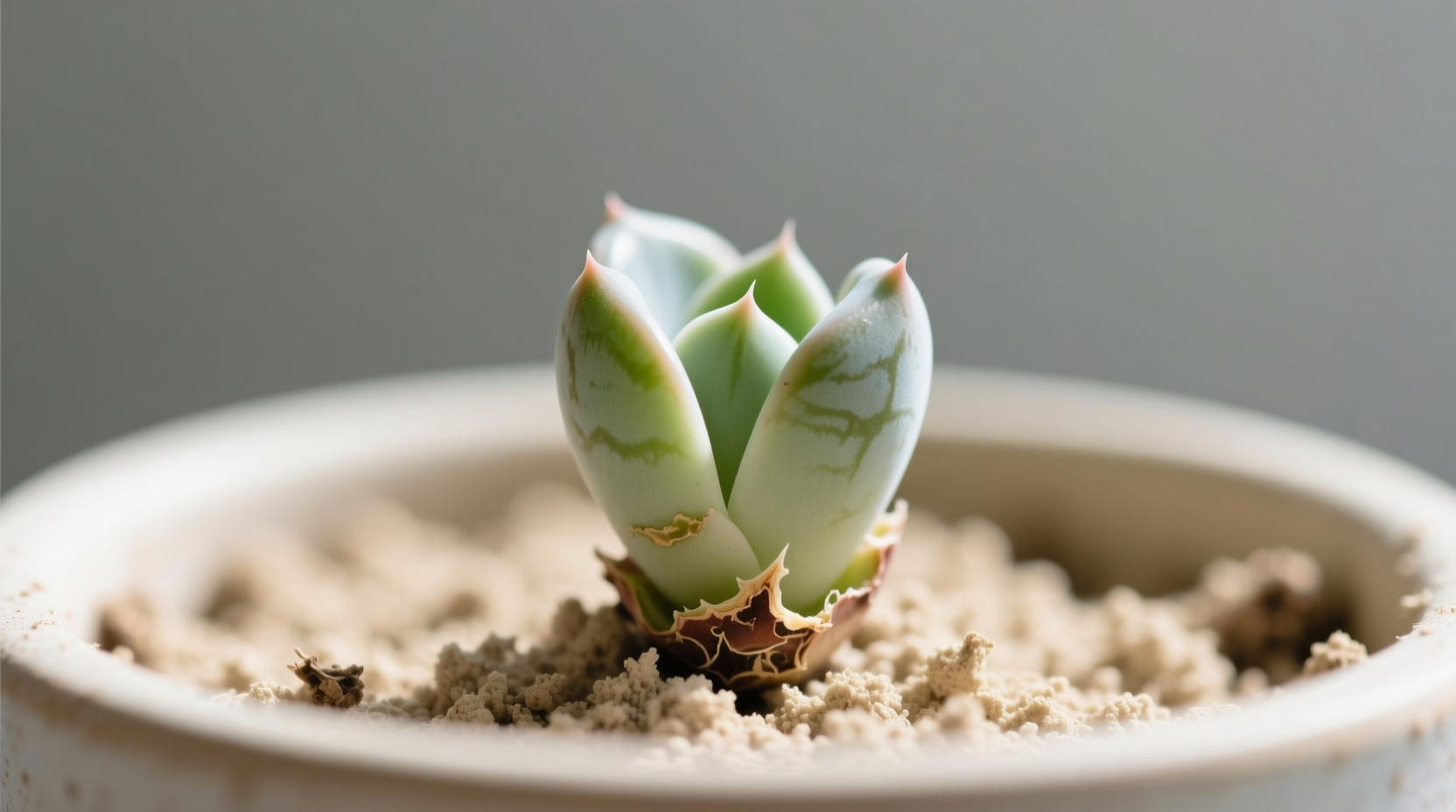 Late spring propagation showing calloused succulent cuttings in dry soil mix - the only reliable method
