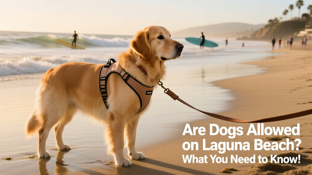 A well-behaved dog on a sunny Laguna Beach shoreline, wearing a lightweight harness and on a leash