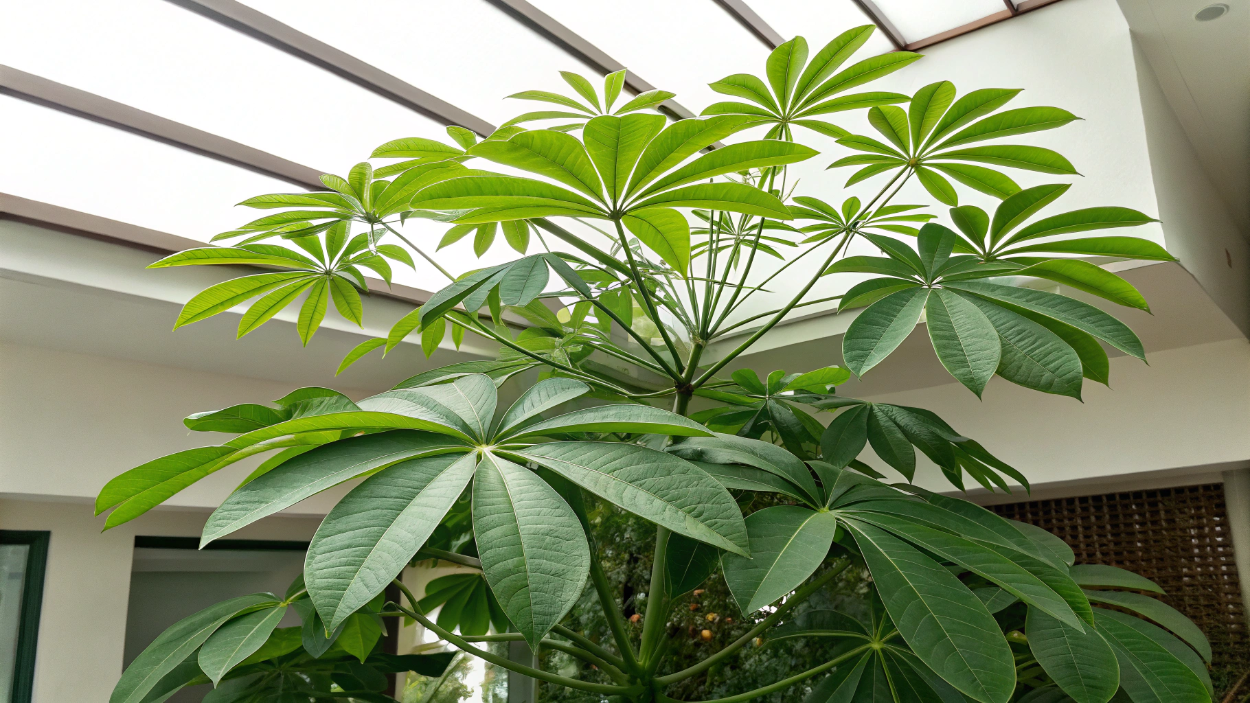 Umbrella Plant Care: 5 Tips for Thriving | TheHomeSprouts