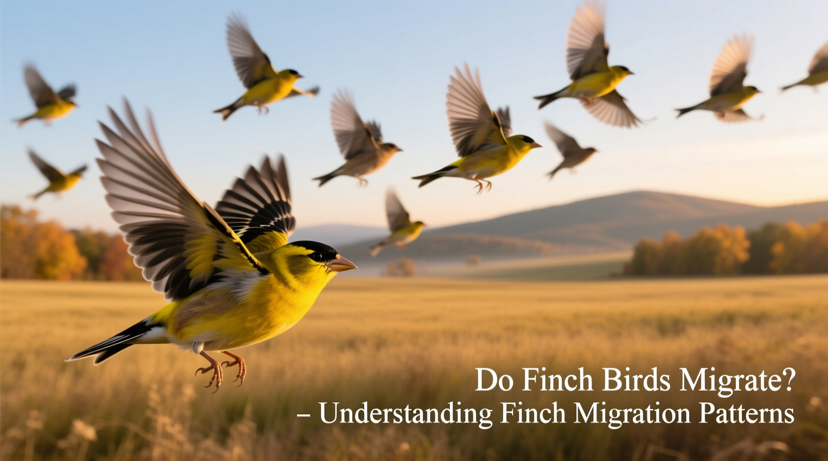 Do Finch Birds Migrate? Understanding Finch Migration Patterns