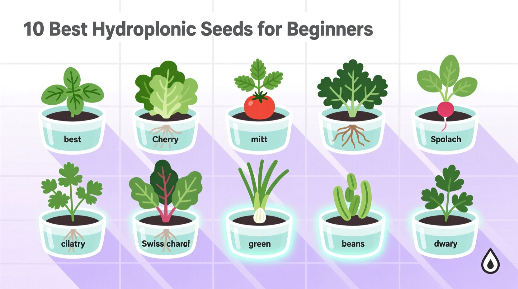 10 best hydroponic seeds for beginners