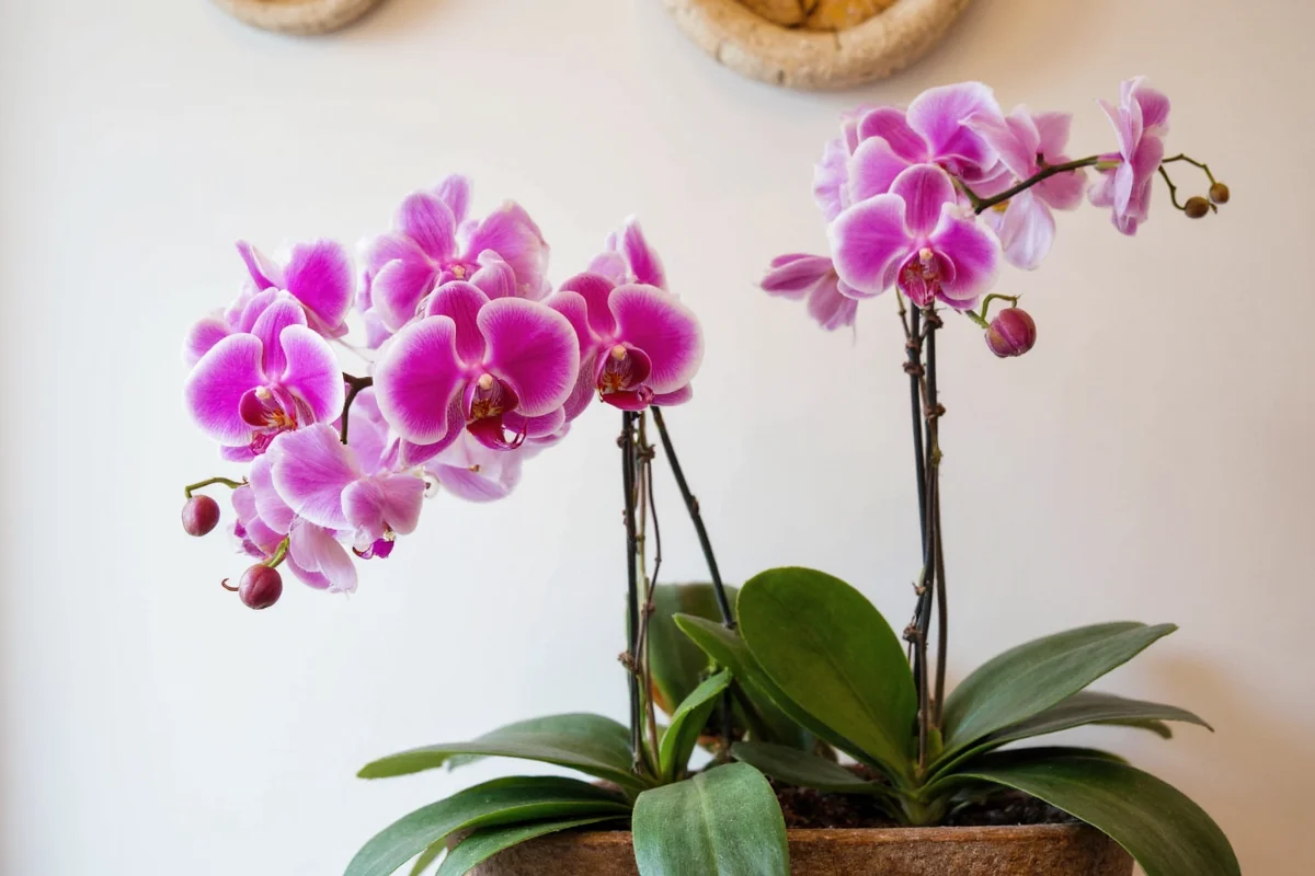 How To Take Care Of An Orchid Plant Indoors