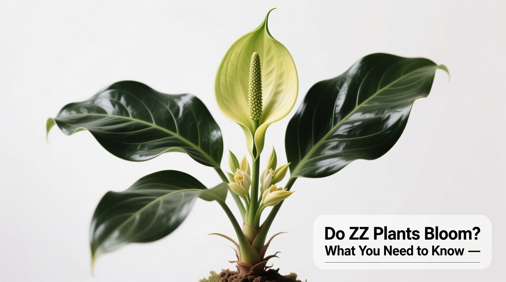 Do ZZ Plants Bloom? 5 Secrets Revealed | TheHomeSprouts