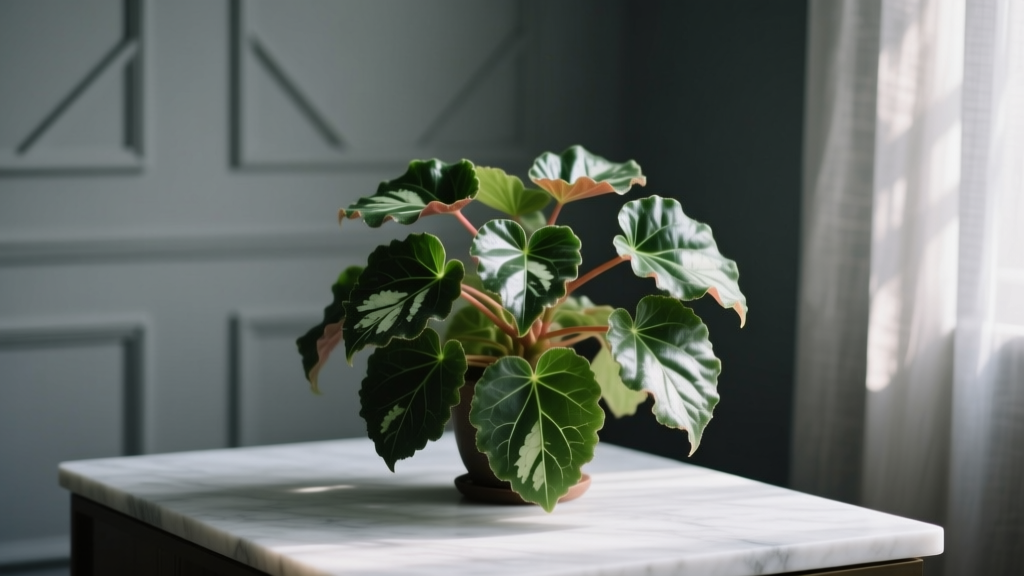 Begonia Care in Low Light: Truths & Fixes (2026)