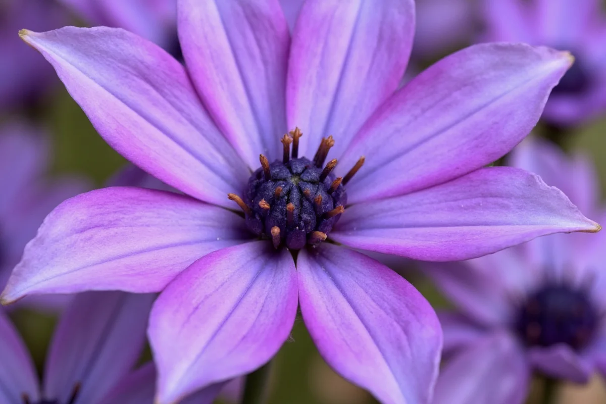 Cornflower Birth Flower Meaning & Symbolism
