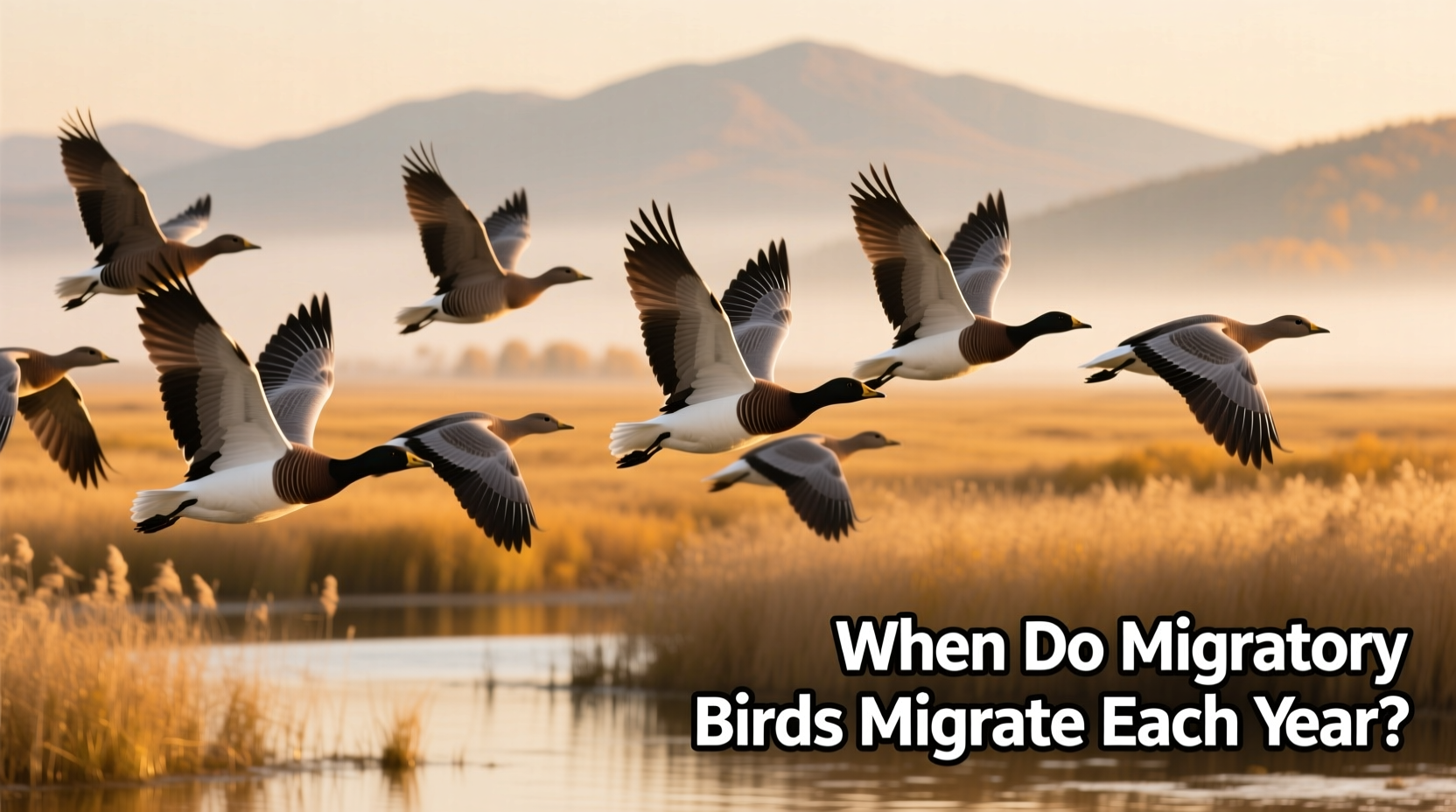 when do migratory birds migrate