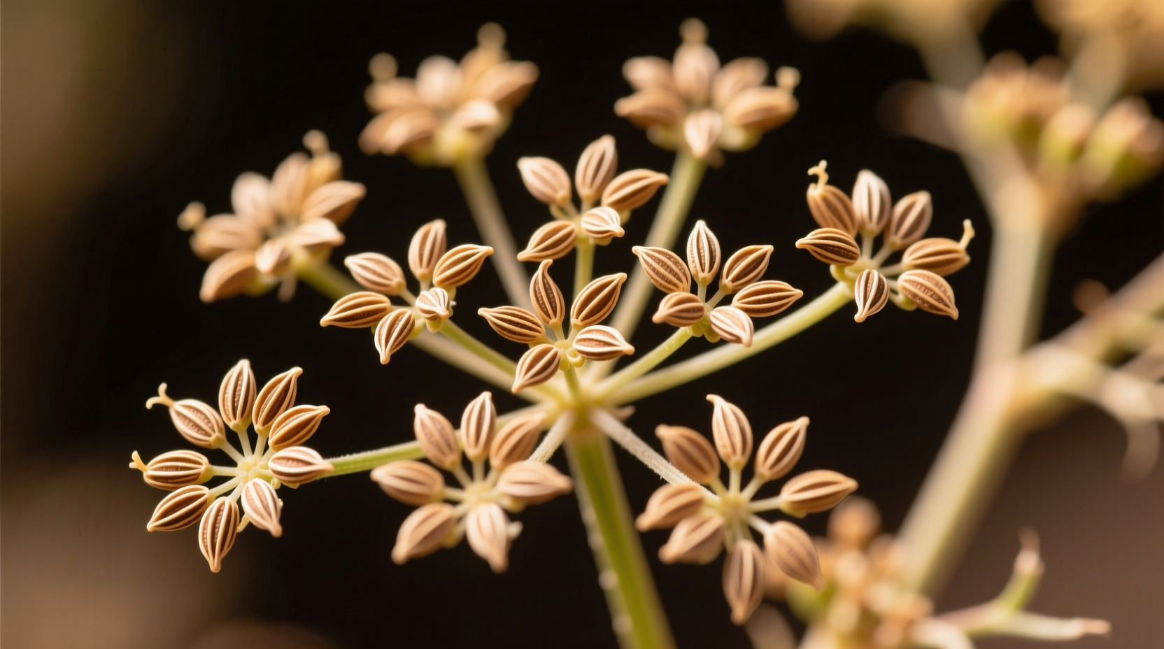 What Is Cumin Made From? The Complete Botanical Answer