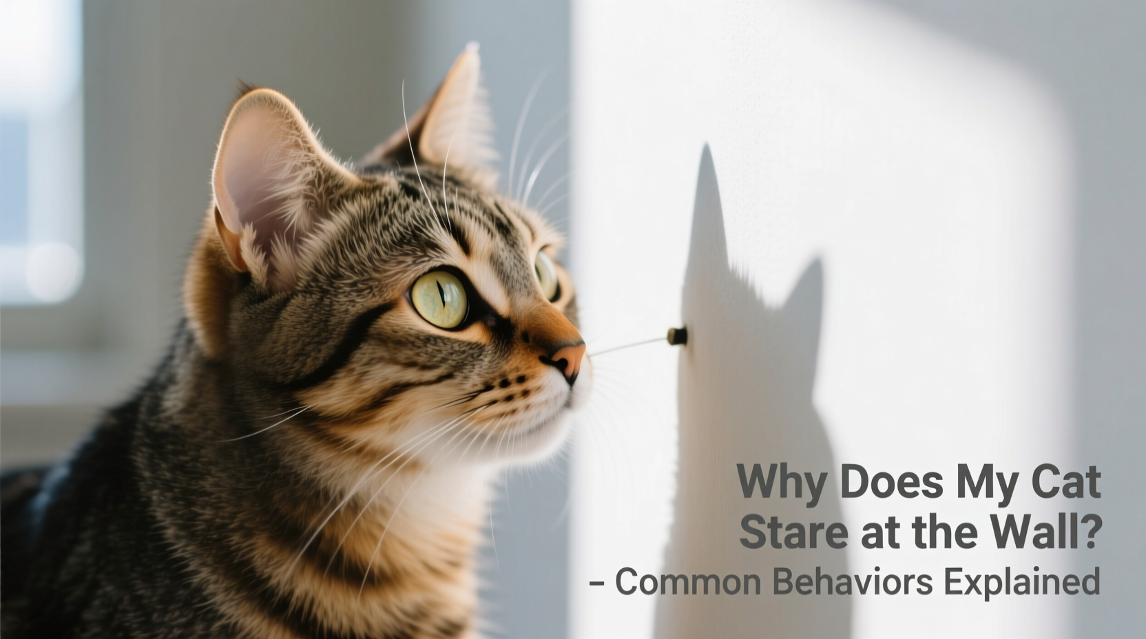 why does my cat stare at the wall for no reason common behaviors explained