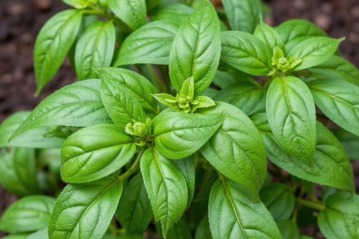 What Can Be Planted With Basil