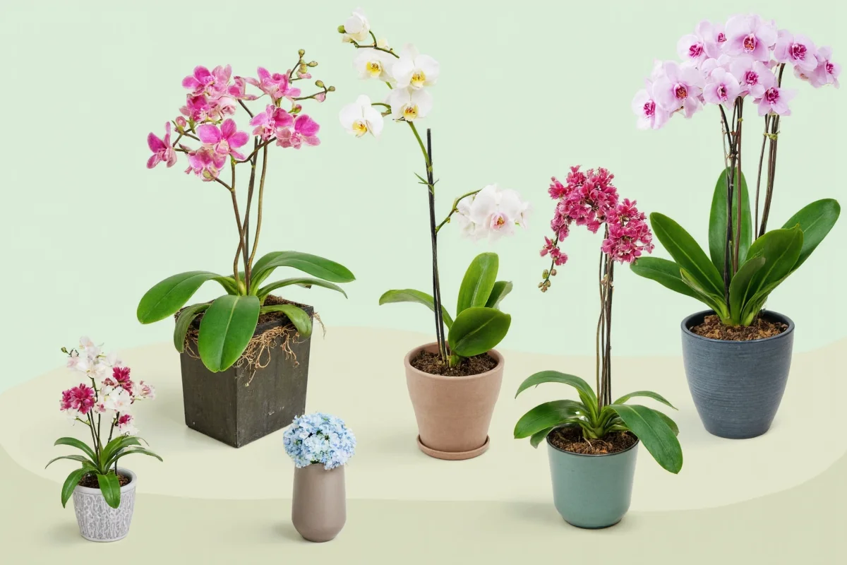 How Often Should You Water An Orchid Plant
