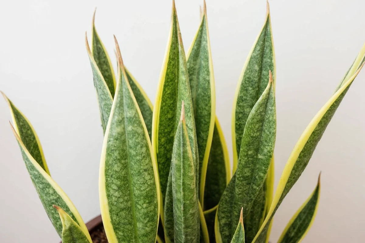 Snake Plant vs Sansevieria: What’s the Difference?