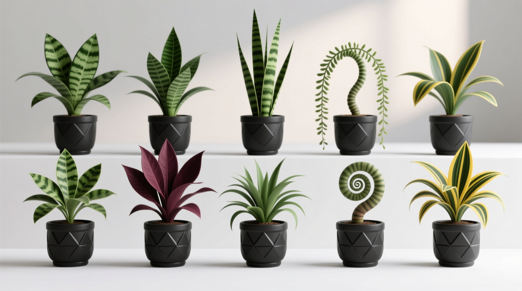 dracaena plants types