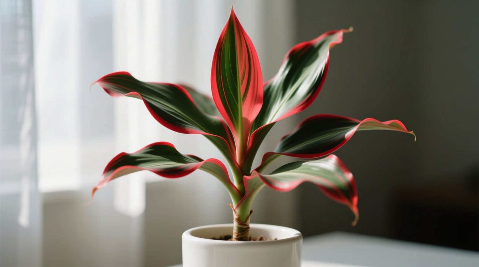 dracaena marginata red