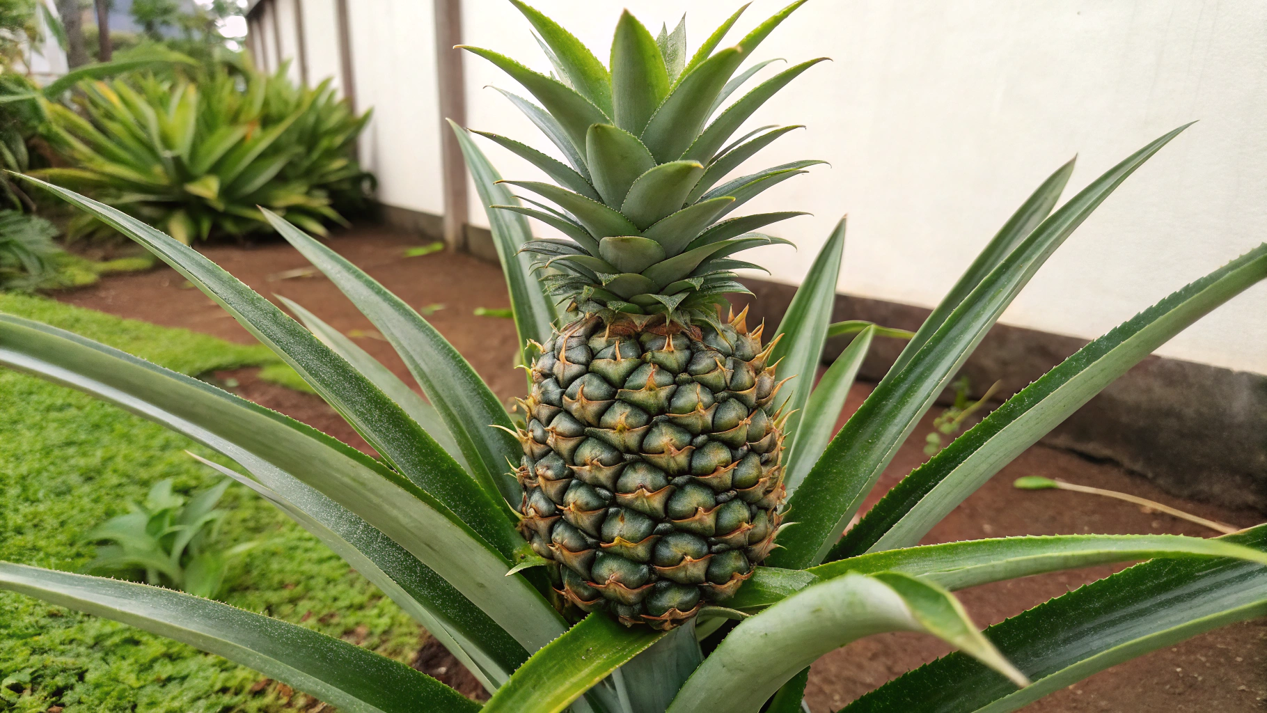 Pineapple Plant