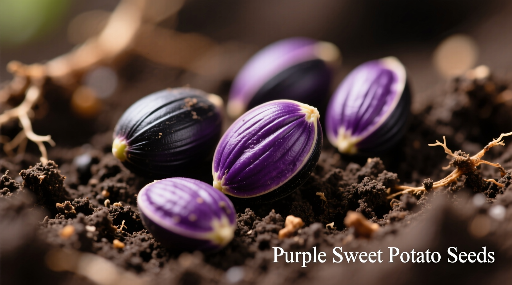 Growing Purple Sweet Potato Seeds: Complete Guide