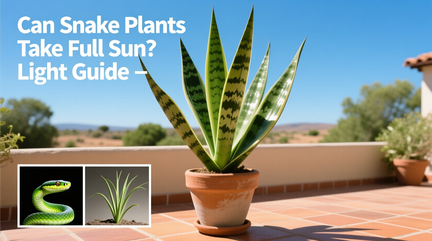 Snake Plants in Full Sun: Complete Guide | TheHomeSprouts