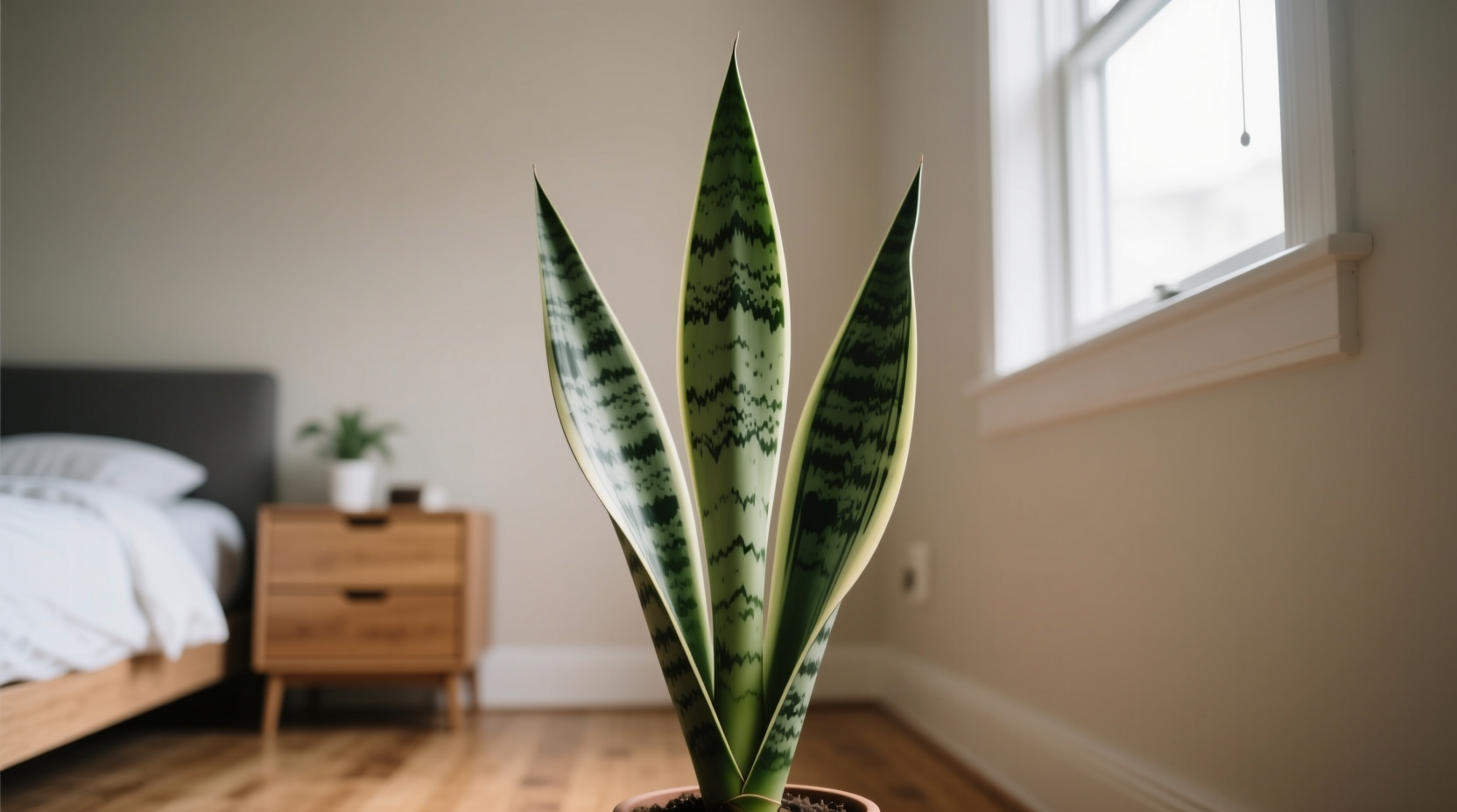 Space reality check: Snake plant in small bedroom with 300x needed count - showing impracticality of oxygen-focused plant choices