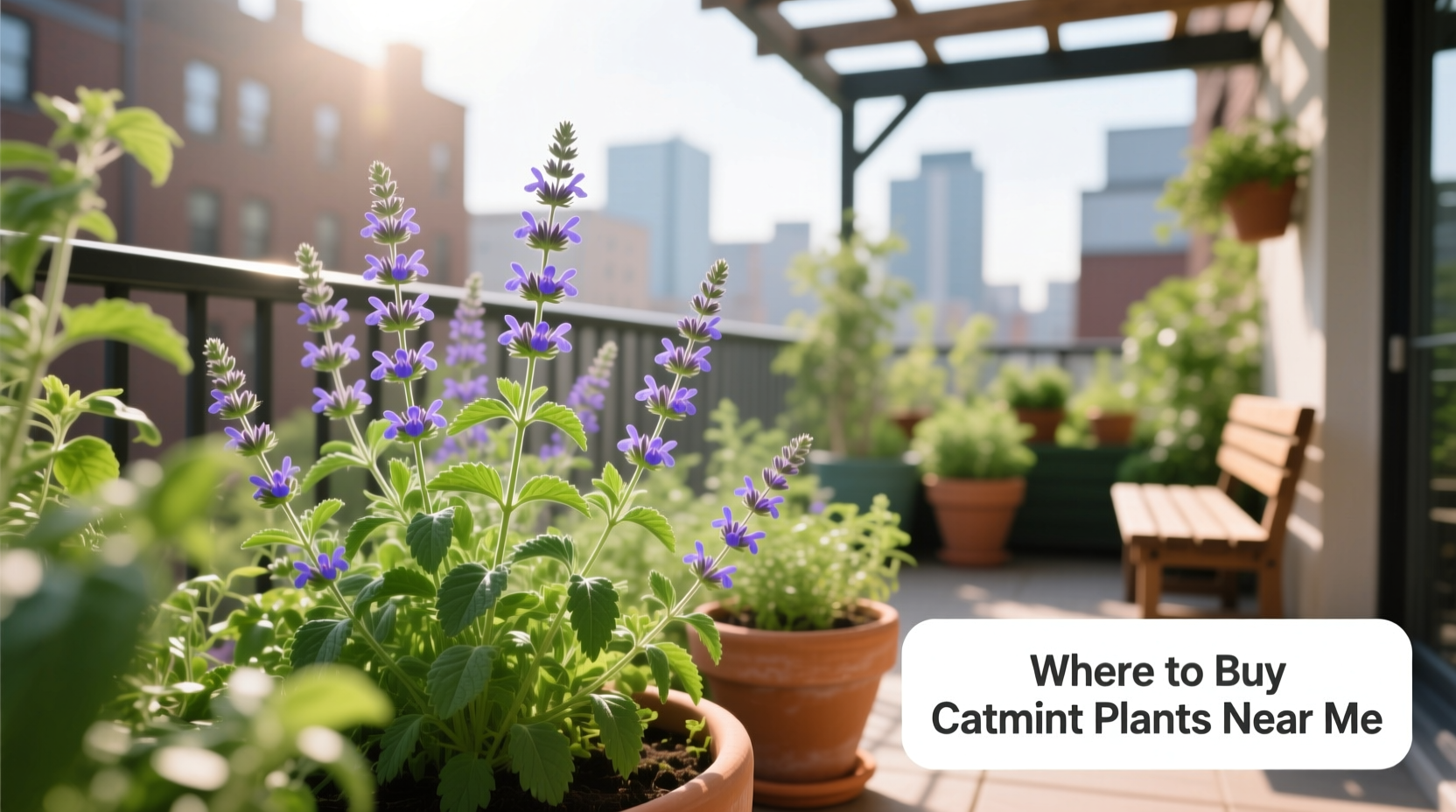 where to buy catmint plants near me