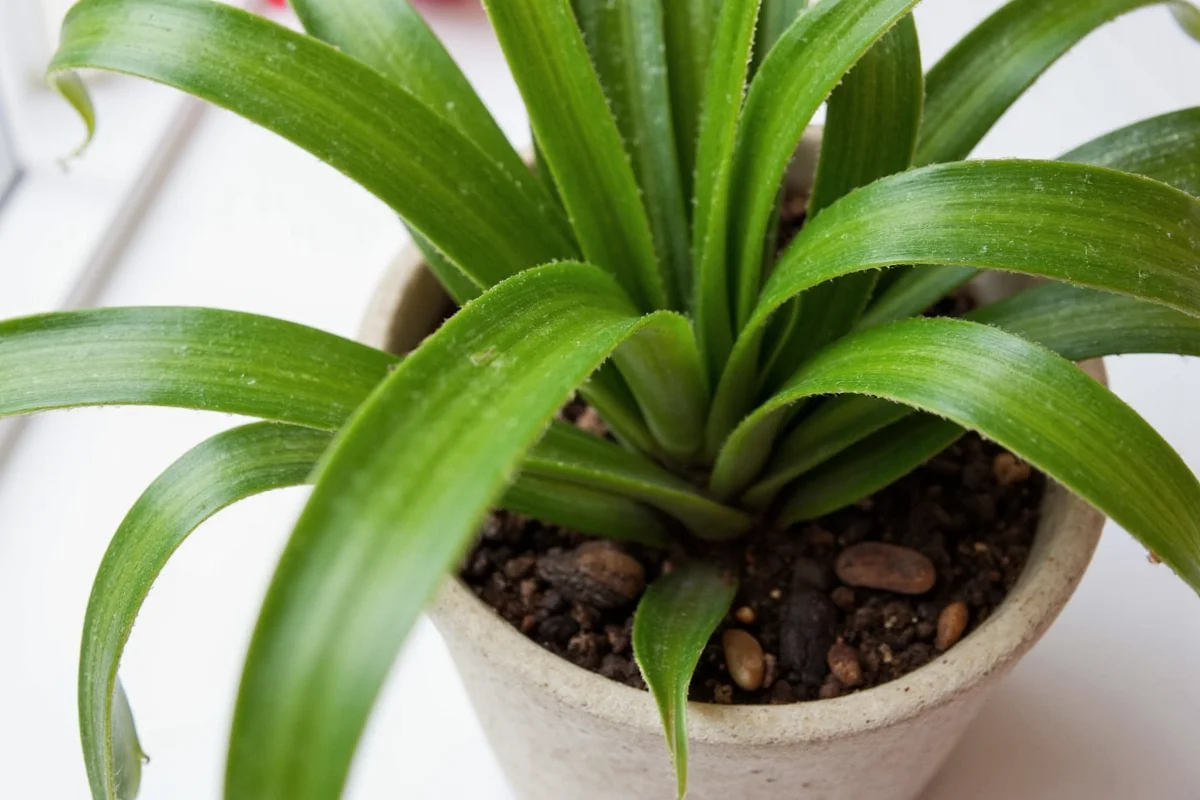 How Often Do I Water A Snake Plant