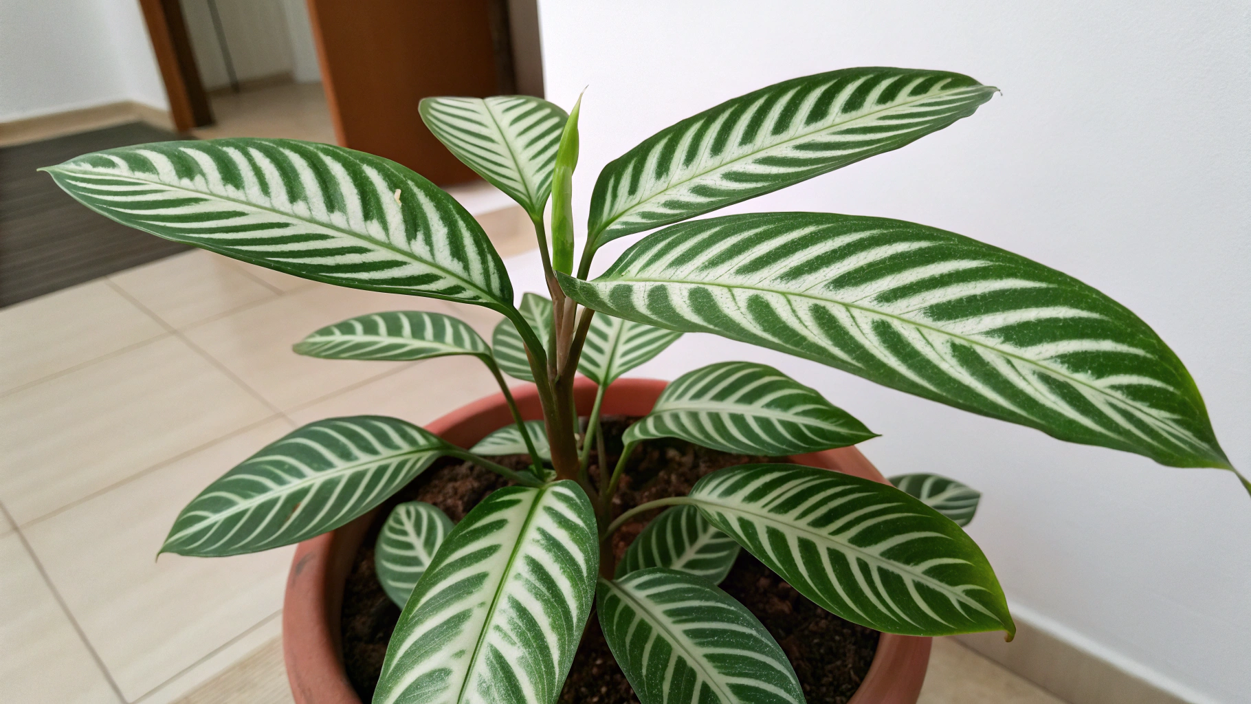 5 Zebra Plant Care Secrets | TheHomeSprouts