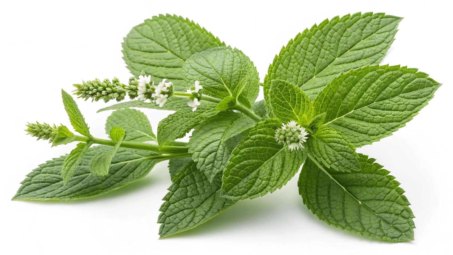 7 Mint Plant Uses & Care Tips | TheHomeSprouts