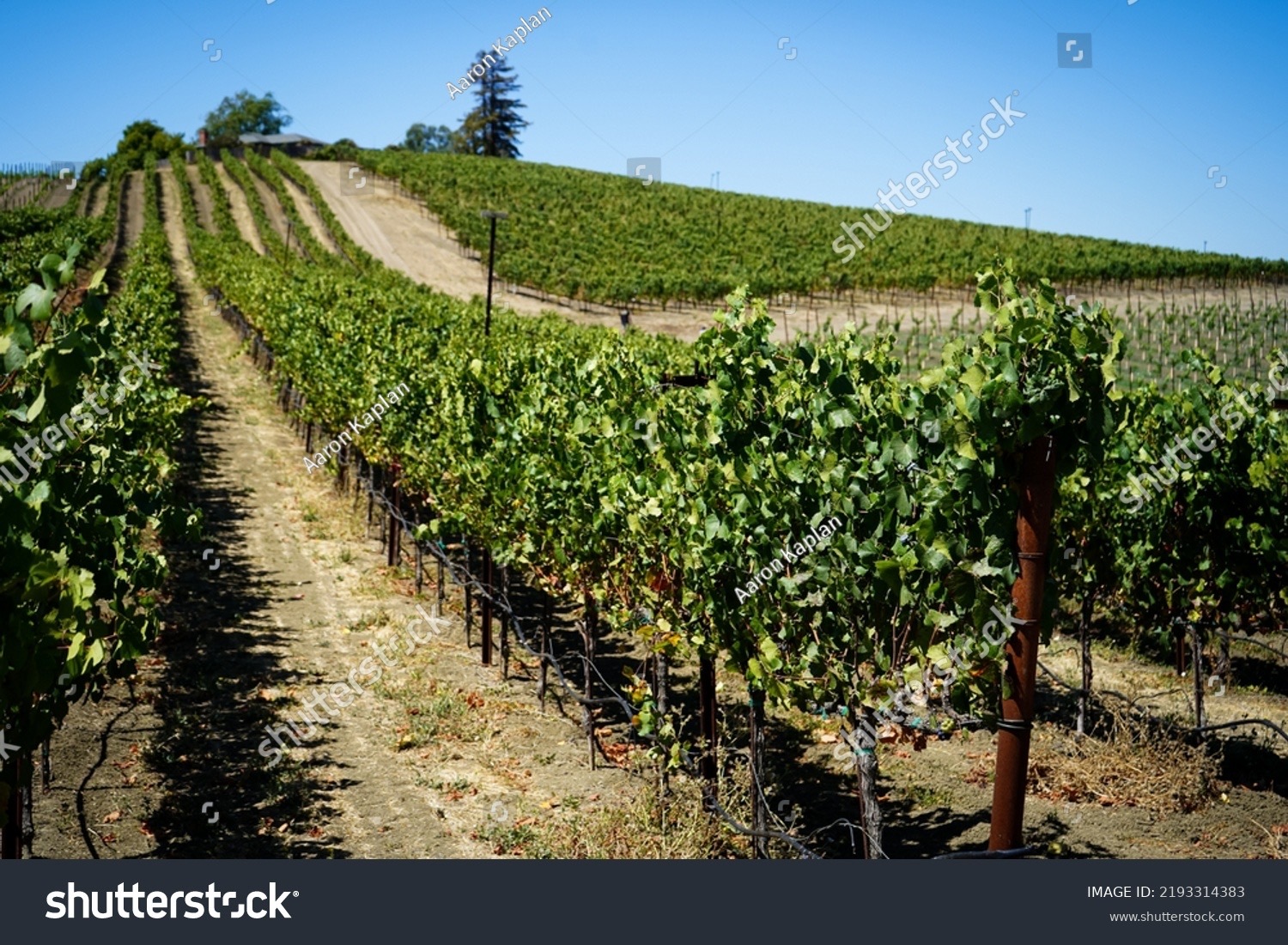 Napa Valley Vineyard Estate, 200 acres