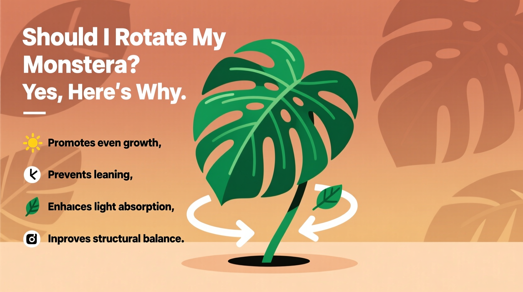 Rotate Your Monstera Every 2 Weeks | TheHomeSprouts
