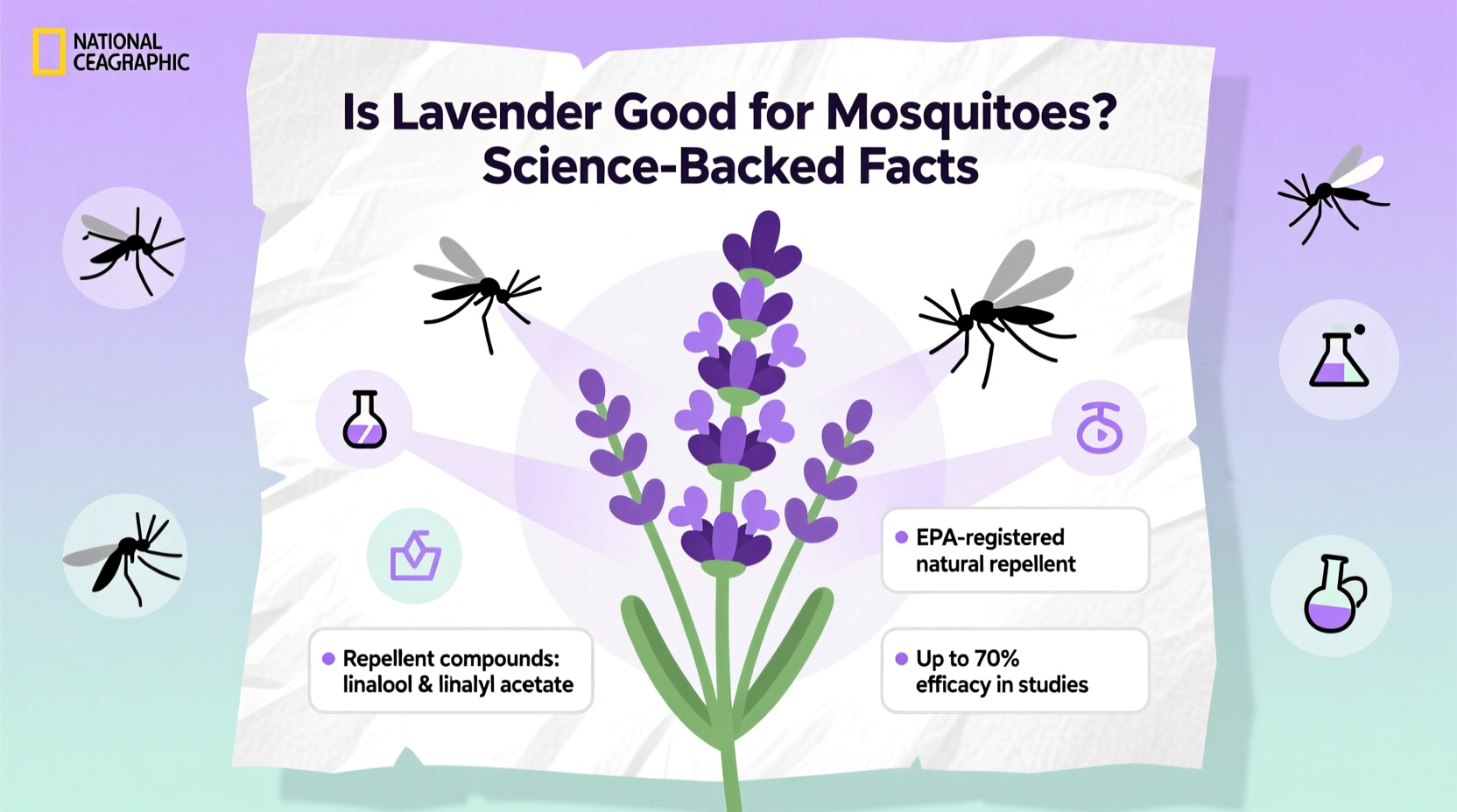 Does Lavender Repel Mosquitoes? | TheHomeSprouts