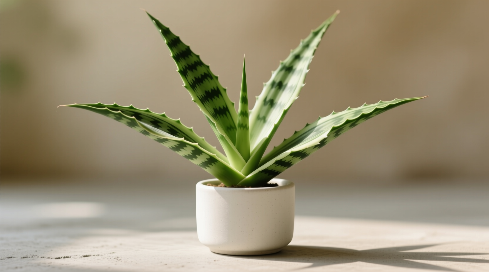 xl snake plant